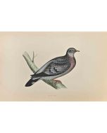 Stock Dove