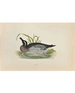 Garganey