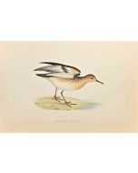 Buff-Breasted Sandpiper