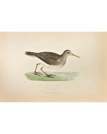 Pectoral  Sandpiper