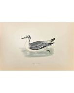 Grey Phalarope