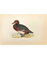 Ferruginous Duck
