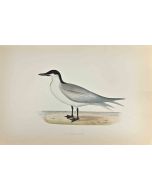 Gull-Billed Tern