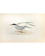 Whiskered Tern