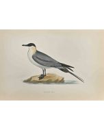 Buffon's Skua