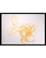 Giacomo Porzano - Rose Contemporary art 