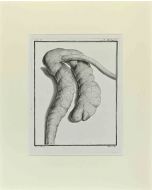Antoine Defehrt – Anatomy of Animals - Old Masters 