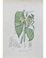 Vincenzo Tenore – Vanilla – Modern Artwork 