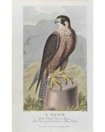 James Barenger - A Hawk – Modern Artwork 
