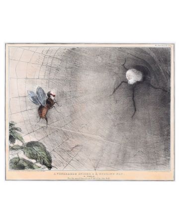 A Venerable Spider And A Buzzing Fly by John Doyle - Old Master Artwork