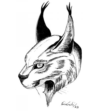 Lynx Portrait