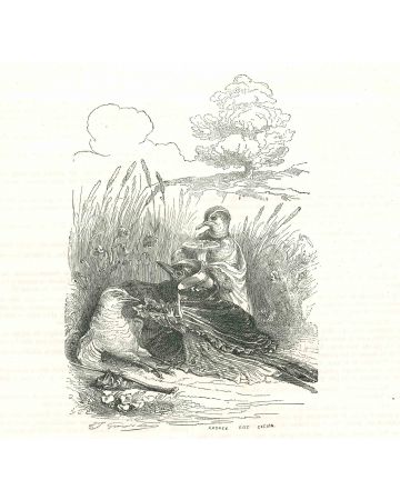 The Bird Ladies On A Picnic Beside Lagoon
