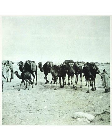 Tunisian Camels