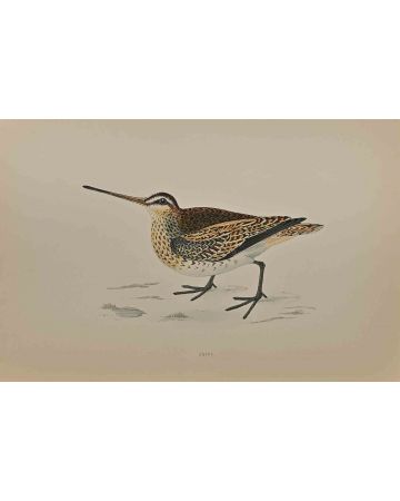  Snipe