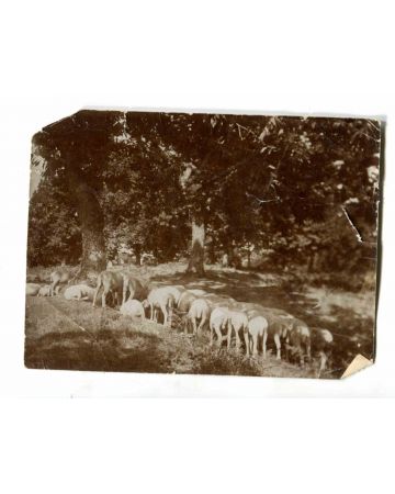 Anonymous - The Old Days Photo - Animals - Historical Photograph 