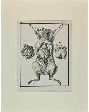Claude-Donat Jardinier - Animal's Anatomy - Old Masters 