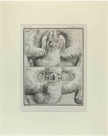 Anonymous - Anatomy of Animals - Old Masters 