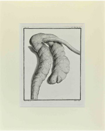 Antoine Defehrt – Anatomy of Animals - Old Masters 