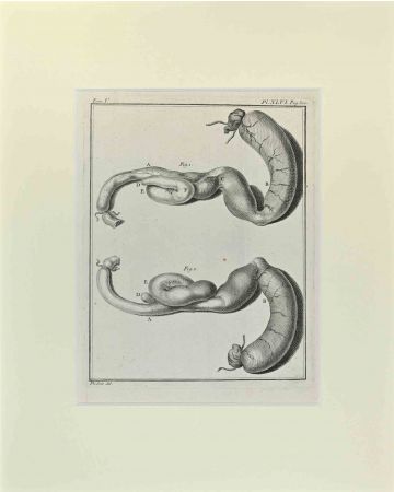 Anonymous - Anatomy of Animals - Old Masters 