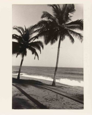 Anonymous - The Palm Tress - Vintage Photograph 