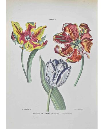 Vincenzo Tenore - Dutch Tulip – Modern Artwork