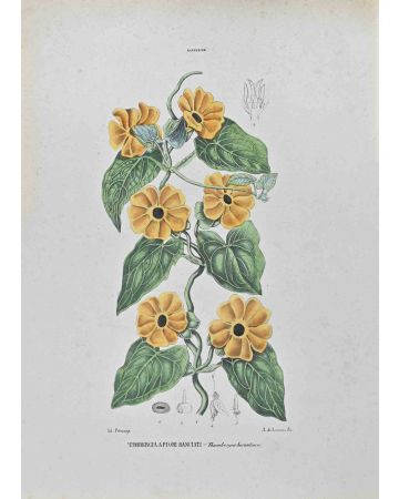 Vincenzo Tenore - Orange-flowered Tumbergia – Modern Artwork 