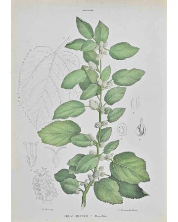 Vincenzo Tennore - White Mulberry – Modern Artwork 