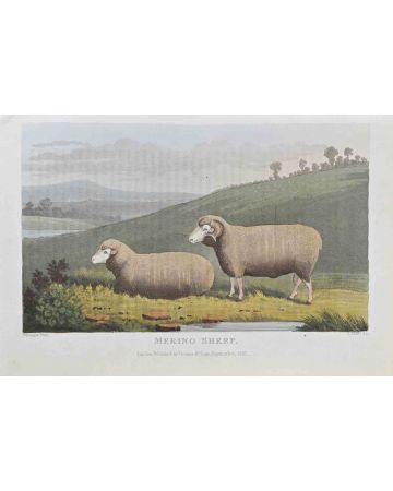 James Barenger - Merino Sheep – Modern Artwork 