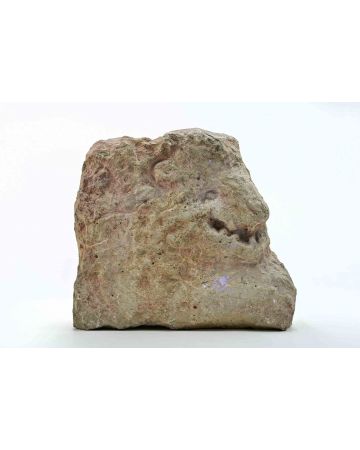 Head of Animal