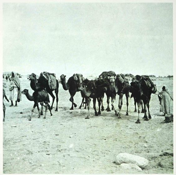 Tunisian Camels