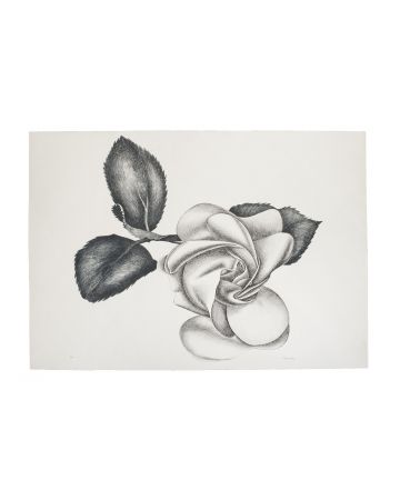 Black Rose by Giacomo Porzano - Contemporary artwork