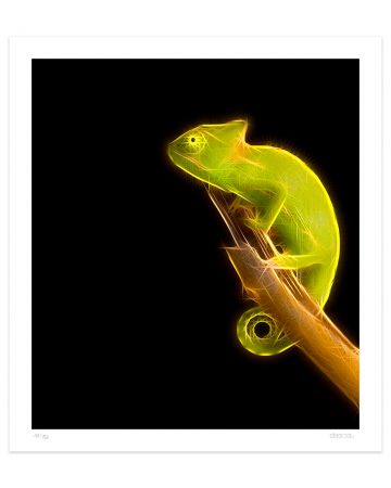 Chameleon by Dadodu - Contemporary Art Print