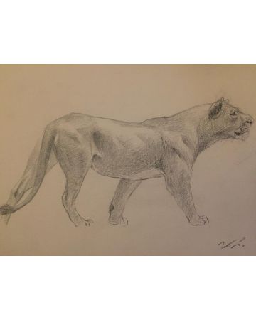 Lioness by Wilhelm Lorenz