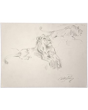 Study of lion by Wilhelm Lorenz