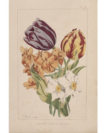 Carnation Tulip And Narcissus by Emile Henri Laporte -  Modern Artwork