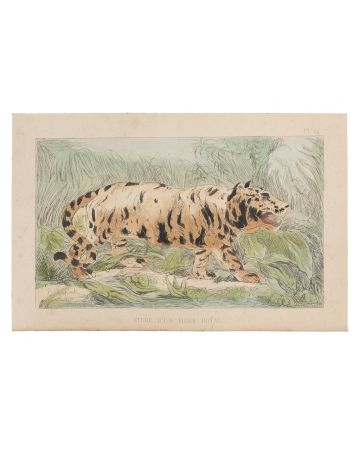 Tiger by Emile Henri Laporte - Modern Artwork