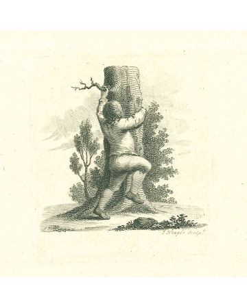 A Boy Climbing a Tree