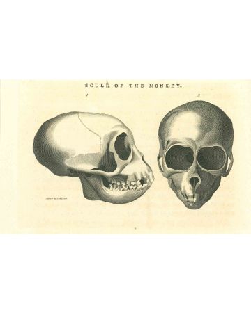 The Physiognomy - Skulls