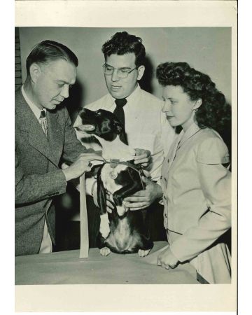 The American  Human Society's Work With Animals - Vintage Photograph