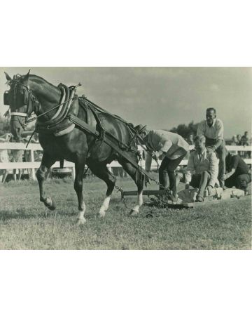 The Morgan Horse - Vintage Photograph