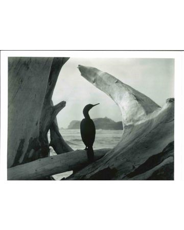 Anonymous - Driftwood - Vintage Photographs
