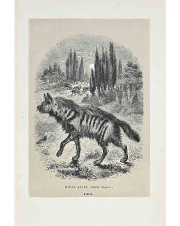 Hyena Of Asia