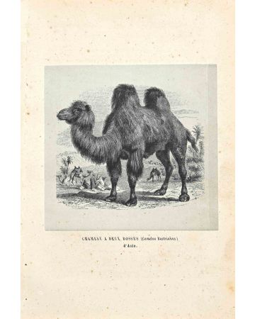 Camel with two Humps