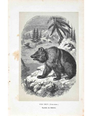 Paul Gervais - Siberian Bear - Modern Art