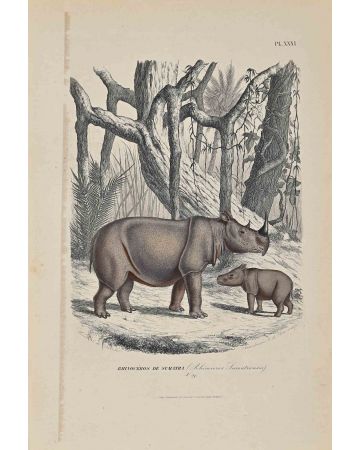 Rhinoceros of Sumatra