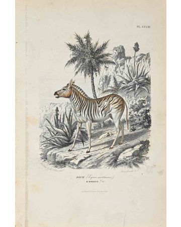 Equus Montanus
