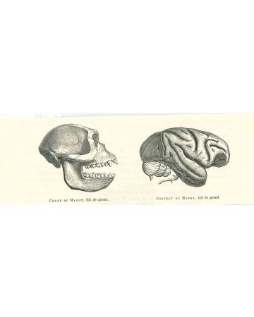 The Skull and Brain of an Ape