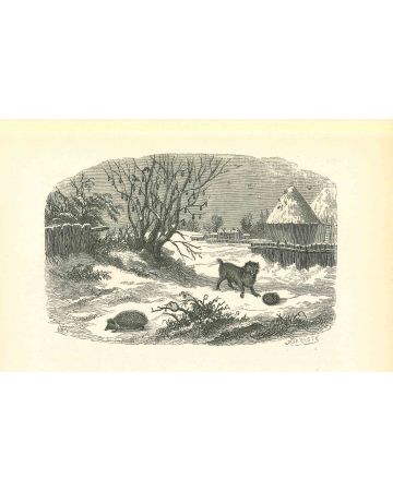 The Hedgehog and Dog In Winter Of  Village