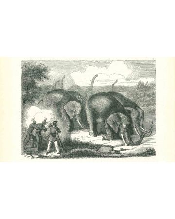 The Elephant Hunting