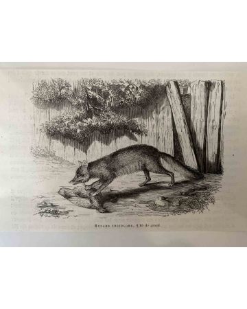 The Hunting Fox